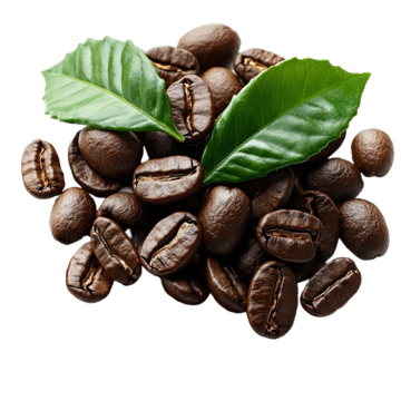 Kopi Arabika
